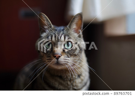 A cat complaining about something with a sad face 89763701