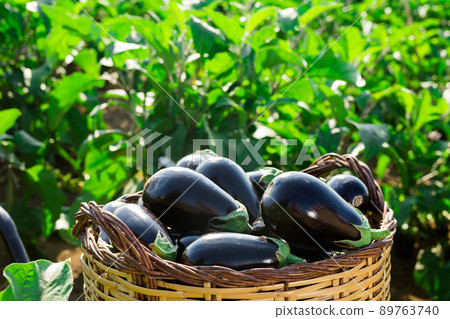 Wicker basket of eggplants 89763740