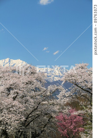 Cherry blossoms and the Northern Alps seen from the forest of Omachi citizens Cherry blossoms and the Northern Alps seen from the forest of Omachi citizens 89763873