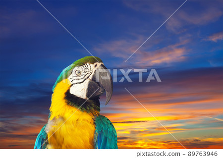 Ara against sunset sky Ara against sunset sky 89763946