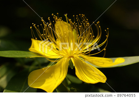 金絲桃（Mio柳，美人柳）長芽金花隨風搖曳，飄逸飄逸 89764055