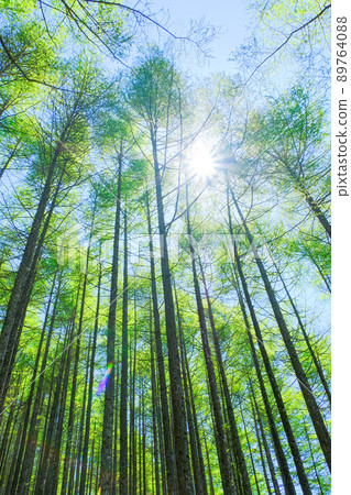 Fresh green larch forest and light (vertical) Fresh green larch forest and light (vertical) 89764088