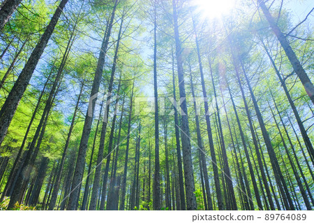 Fresh green larch forest and light Fresh green larch forest and light 89764089
