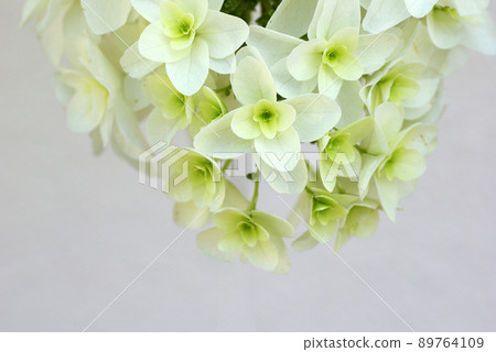 櫟葉繡球花（柏葉繡球花）的白色花朵整齊美麗 89764109