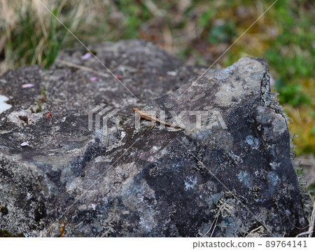 A lizard I met in Tachiunkyo 89764141