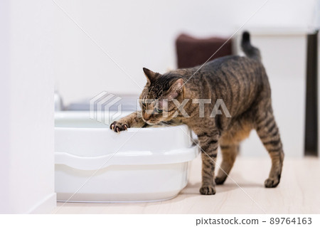 Kijitora cat doing post-treatment after finishing the toilet 89764163