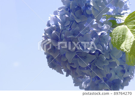 淡藍色的繡球花讓人心曠神怡 淡藍色的繡球花讓人心曠神怡 89764270