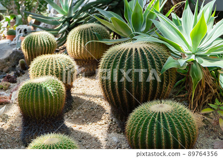 仙人掌桶仙人掌形象 89764356