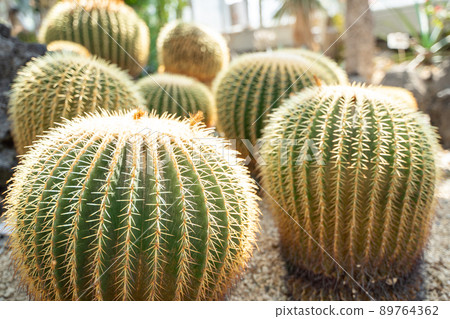 Cactus barrel cactus image 89764362