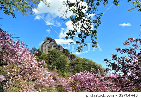 Spring cherry blossoms on Mt. Myogi 89764448