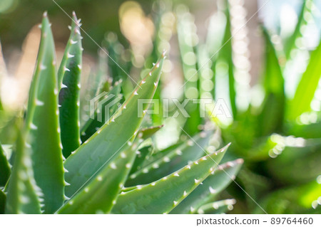 Aloe image Aloe image 89764460