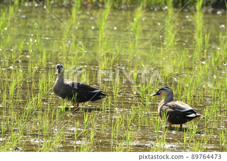 一對進入稻田的斑嘴鴨。 89764473