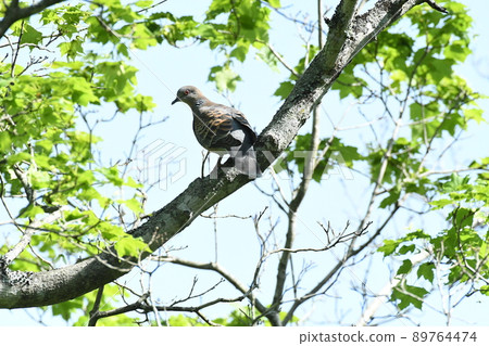 突然從森林深處出現的斑鳩。 89764474