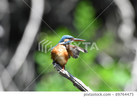 一個有趣的翠鳥手勢。這就像在指導你。 89764475