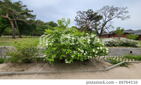 A bamboo tree A bamboo tree 89764510