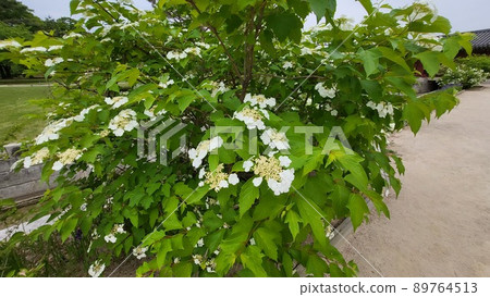 A bamboo tree A bamboo tree 89764513