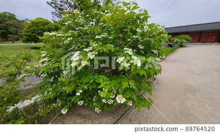 A bamboo tree A bamboo tree 89764520