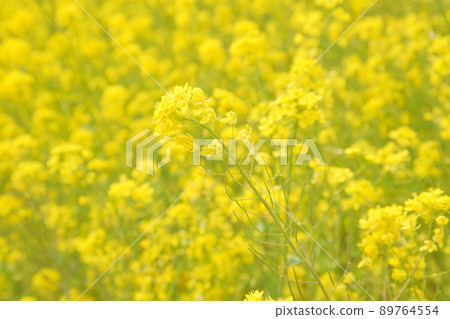 菜地背景素材 89764554