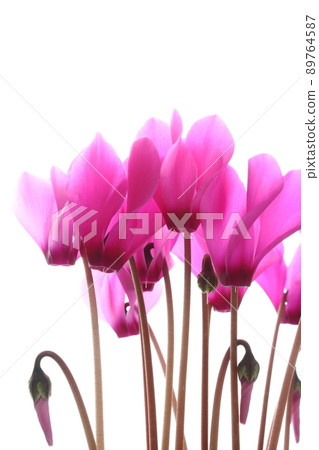 Pink cyclamen [close-up] [white background] 89764587