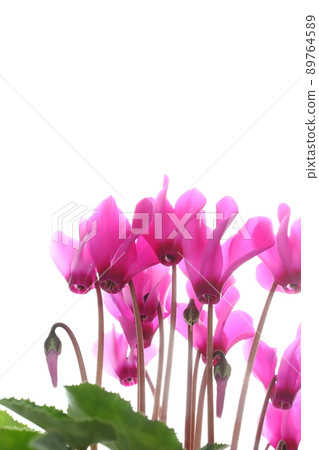 Pink cyclamen [close-up] [white background] 89764589