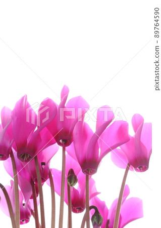 Pink cyclamen [close-up] [white background] 89764590
