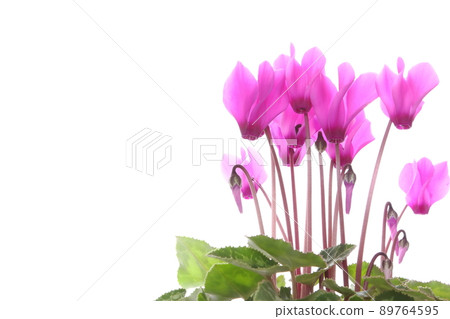 Pink cyclamen [close-up] [white background] 89764595