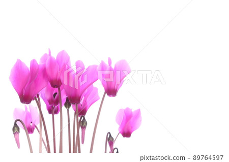Pink cyclamen [close-up] [white background] 89764597