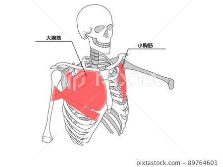 Human skeleton, pectoralis major and pectoralis minor (Japanese name) Human skeleton, pectoralis major and pectoralis minor (Japanese name) 89764601