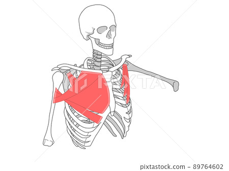 Human skeleton, pectoralis major and pectoralis minor 89764602