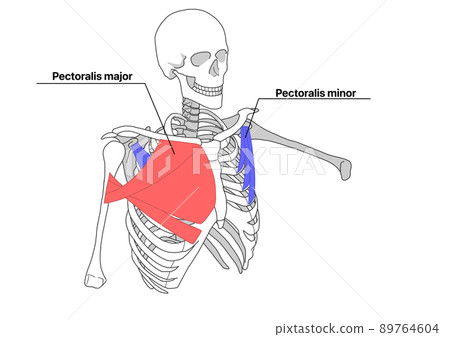 Human skeleton, pectoralis major and pectoralis minor (color-coded, English name) 89764604