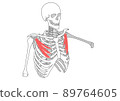 Human skeleton and pectoralis minor Human skeleton and pectoralis minor 89764605