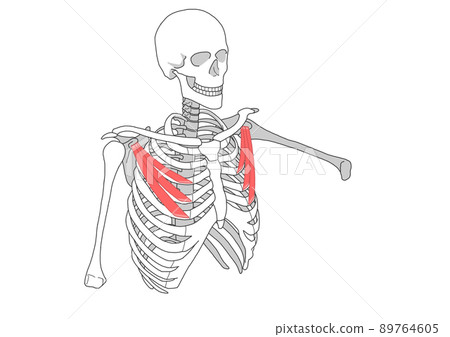 Human skeleton and pectoralis minor Human skeleton and pectoralis minor 89764605