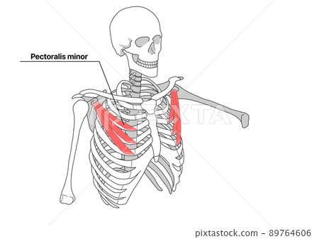 人體骨骼和胸小肌（英文名） 89764606