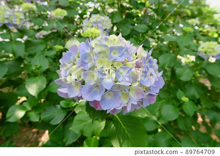 藍紫色繡球花 89764709