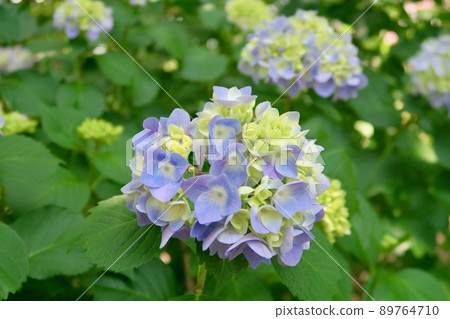 藍紫色繡球花 89764710