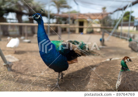 孔雀 孔雀 89764769