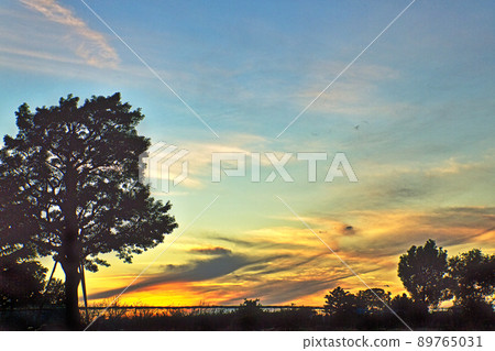 Trees and afterglow Trees and afterglow 89765031