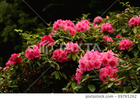 色彩斑斕的西部杜鵑 色彩斑斕的西部杜鵑 89765262