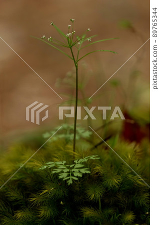 The murmuring moss The murmuring moss 89765344