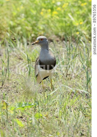 克里在撫養孩子的同時照顧孩子 克里在撫養孩子的同時照顧孩子 89765356