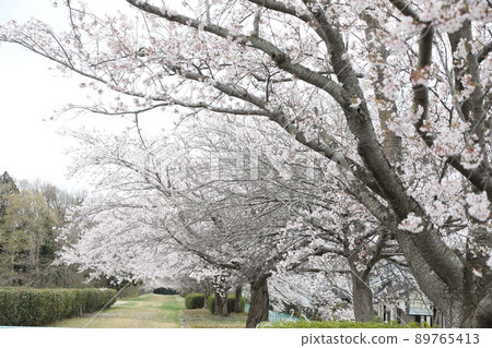 Cherry tree Cherry tree 89765413
