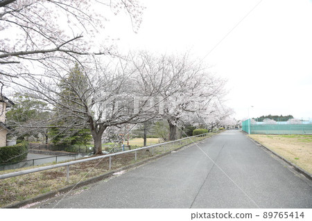 Cherry blossoms and roads Cherry blossoms and roads 89765414