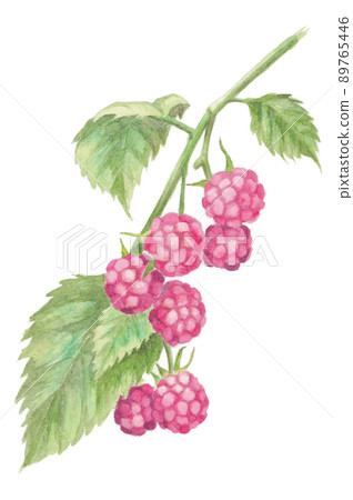 Raspberry hand drawn watercolor illustration Raspberry hand drawn watercolor illustration 89765446