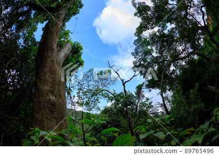 Beautiful spring forest mountain landscape 89765496