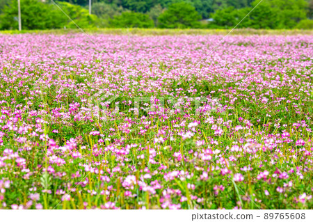 Lotus flower field 89765608