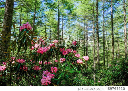 Larch forest and Ishikusu flower 89765610