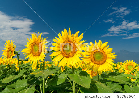 夏日早晨最好的向日葵 夏日早晨最好的向日葵 89765664