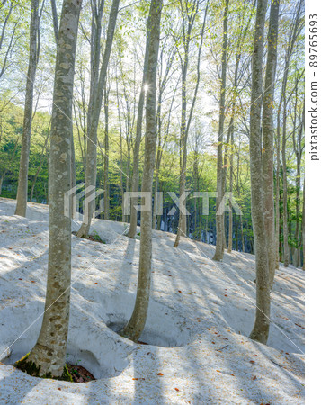 Niigata_ Root opening and fresh green beauty forest Niigata_ Root opening and fresh green beauty forest 89765693
