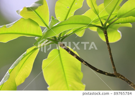 Magnolia obovata 的幼葉。 Magnolia obovata 的幼葉。 89765784