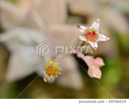 Ghost-plant flower Ghost-plant flower 89766019